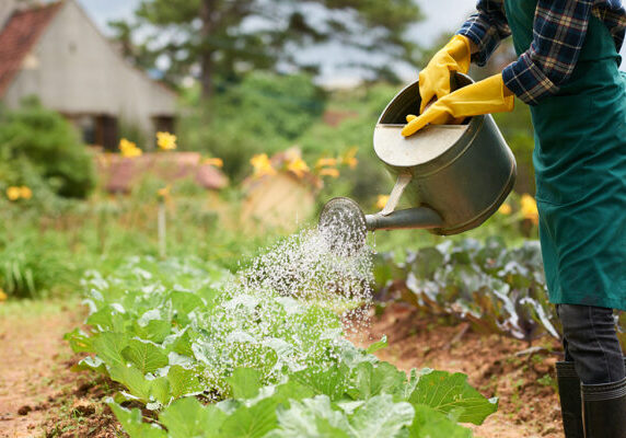 shot-unrecognizable-gardener-watering-cabbage-crop-from-spray-can